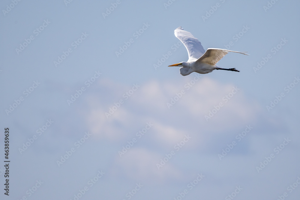 Great Egret in summer sky Great Egret in summer sky