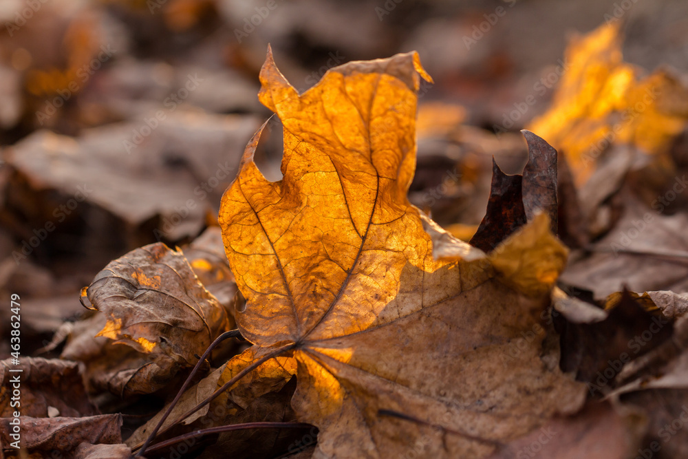 Old leaf on the ground in the autumn forest in the morning