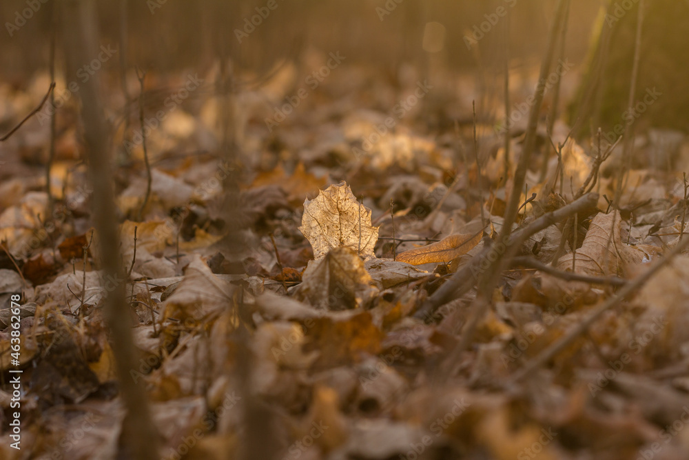 Old leaf on the ground in the autumn forest in the morning Old leaf on the ground in the autumn forest in the morning