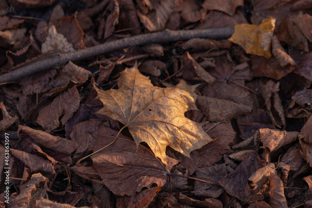 Dry leaves on the ground in the forest