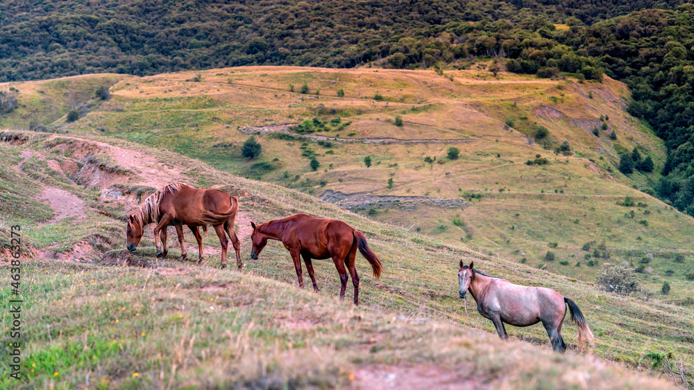 Fototapeta premium Horses pasturing on mountain environment. Beautiful nature background. Sunset.