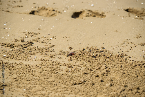 Sand bubbler crab peeping out of their burrows on a sandy beach