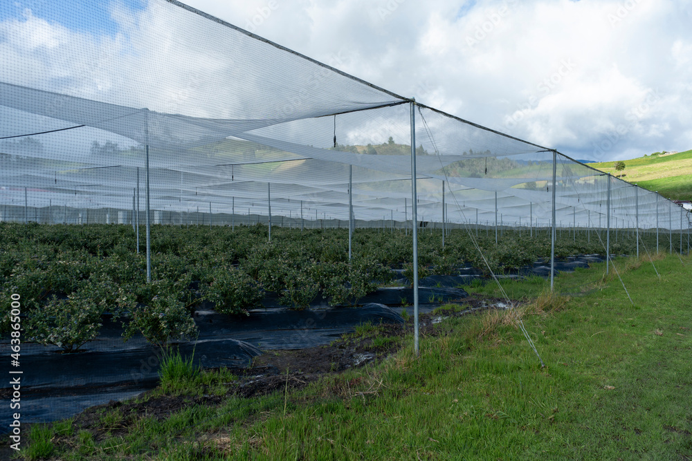 Obraz premium Bluish landscape in Tabio Cundinamarca