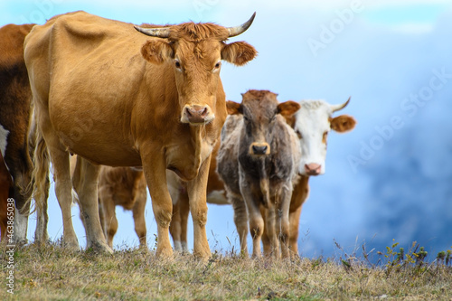 Fototapeta Naklejka Na Ścianę i Meble -  A ginger cow in front of a herd grazing in an autumn field