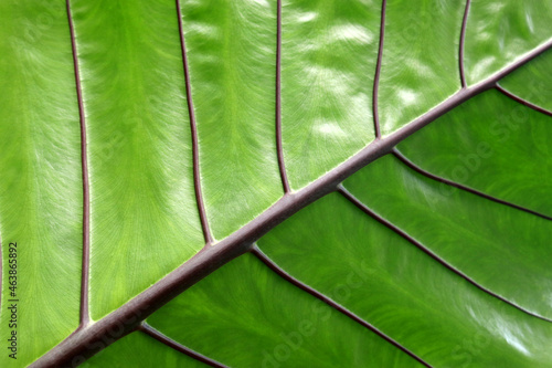 Close up of green veined alocasia leaf showing deep lines and ribbed pattern photo