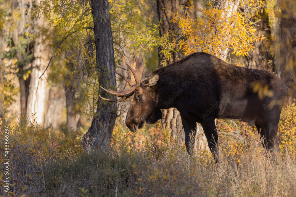 Naklejka premium Bull Moose in Autumn in Wyoming