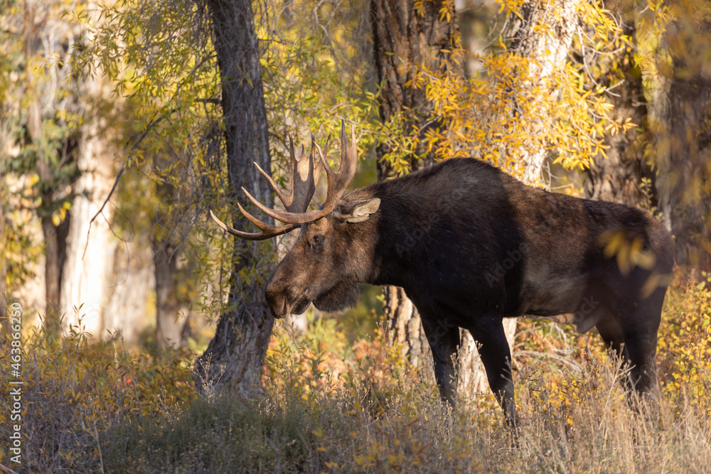 Bull Moose in Autumn in Wyoming Bull Moose in Autumn in Wyoming