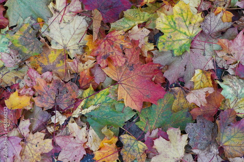 autumnal leaf fall,herbstlicher laubfall