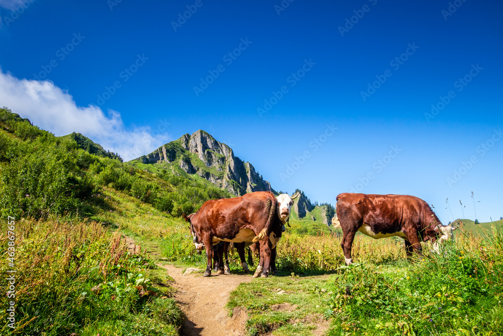 Cows in a mountain field. The Grand-Bornand, France