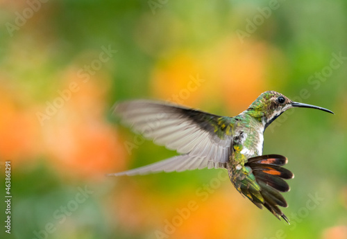 Female Black-throated Mango hummingbird, Anthracothorax nigricollis, hovering in a defensive posture with a bokeh green and orange background.