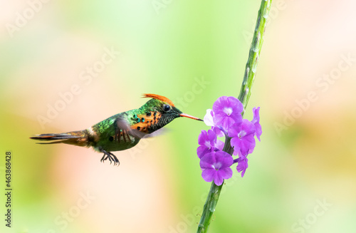 Male Tufted Coquette hummingbird, Lophornis ornatus, second smallest bird in the world, feeding on a purple Vervain flower with a pastel background.