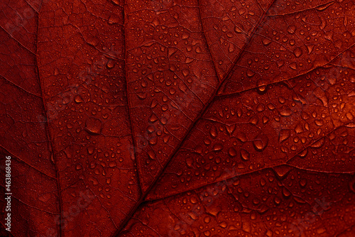 Maple autumn leaves texture background. Macro photo of red fall leaf with raindrops. Seasonal botanical detail wallpaper. Abstract foliage art banner.