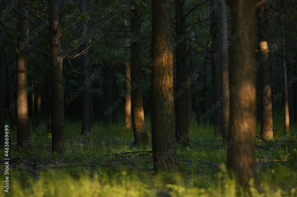 Green Forest with Sun Light in Summer Green Forest with Sun Light in Summer