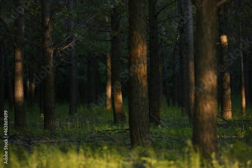 Fototapeta Naklejka Na Ścianę i Meble -  Green Forest with Sun Light in Summer