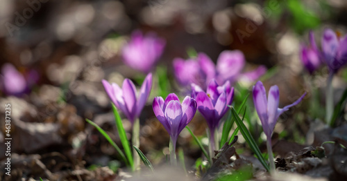 Crocus Purple  flower growth.