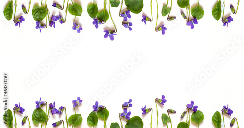 Violet flowers and green leaves on a white background.