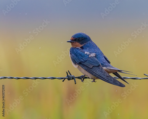 A small swallow perched on a barbed wiew