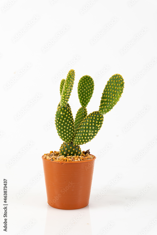 A small cantus planted in a pot on a white background A small cantus planted in a pot on a white background