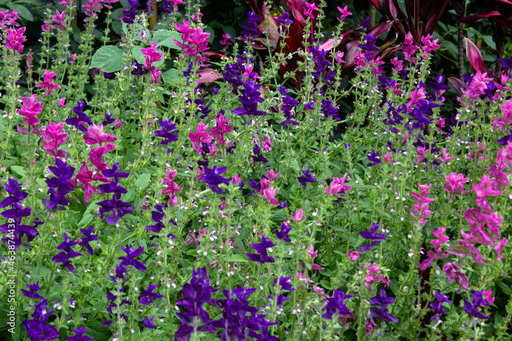 Fototapeta premium Violets