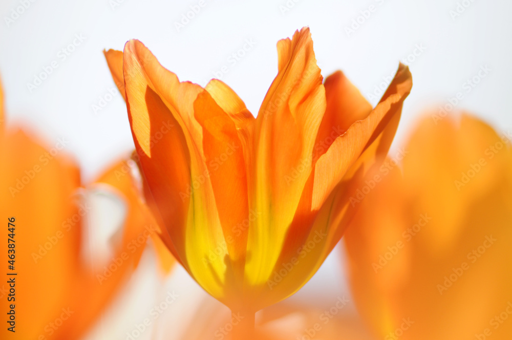 Tulpen mit Transparent im Beet