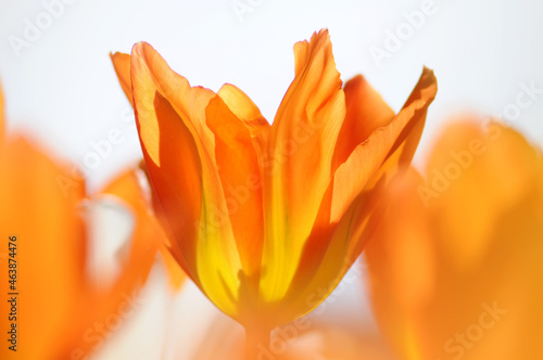 Tulpen mit Transparent im Beet