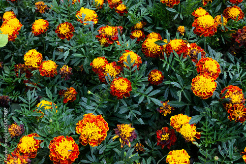 Marigold flowers pattern