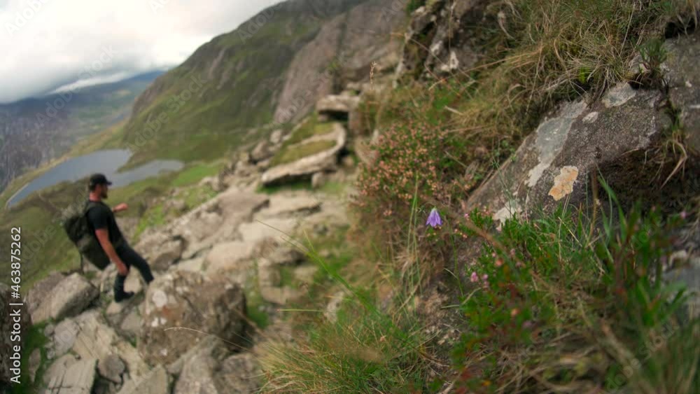 Abstract view of a mountaineer walking past a purple flower in Snowdonia UK Abstract view of a mountaineer walking past a purple flower in Snowdonia UK