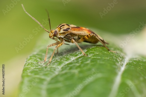 The tarnished plant bug in detail (Lygus lineolaris)