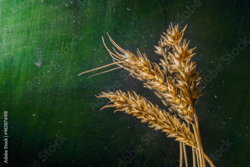 view of spikelets of wheat on colorful background, autumn harvest concept  