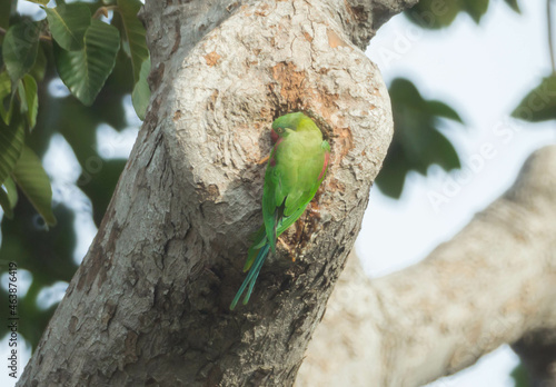 Alexandrine Parakeet