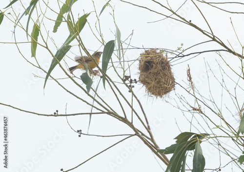Asian Golden Weaver