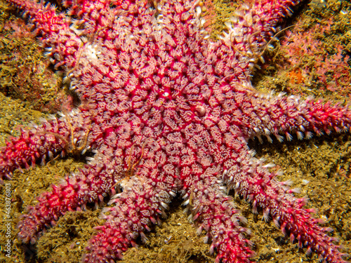 A close-up picture of a Common Sunstar, Crossaster papposus, or Solaster is a species of sea star, aka starfish, belonging to the family Solasteridae. Picture from Skagerrak Sea, Sweden photo