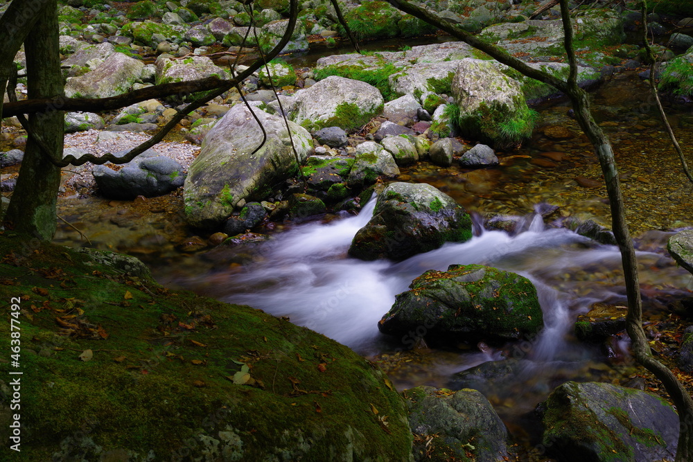 Obraz premium 苔との共生