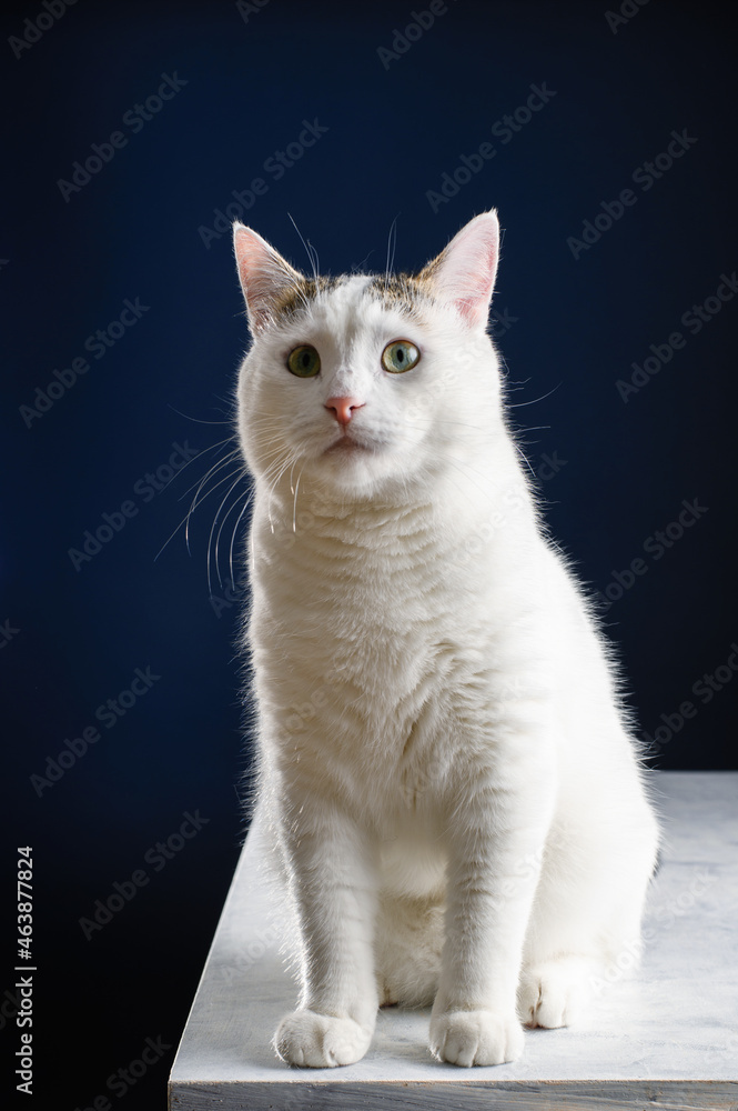 beautiful young white cat sits full length on a white table, blue background close-up