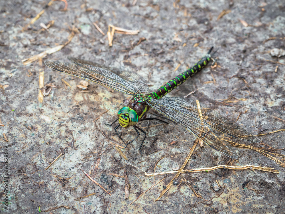 Southern Hawker Dragonfly (Aeshna cyanea) basking on a stone, macro view. Southern Hawker Dragonfly (Aeshna cyanea) basking on a stone, macro view.