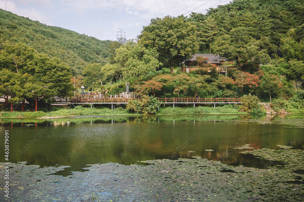 pond, all in greenery, South korea, nature of the country, Asia, trees.