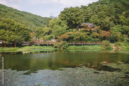 pond  all in greenery  South korea  nature of the country  Asia  trees.