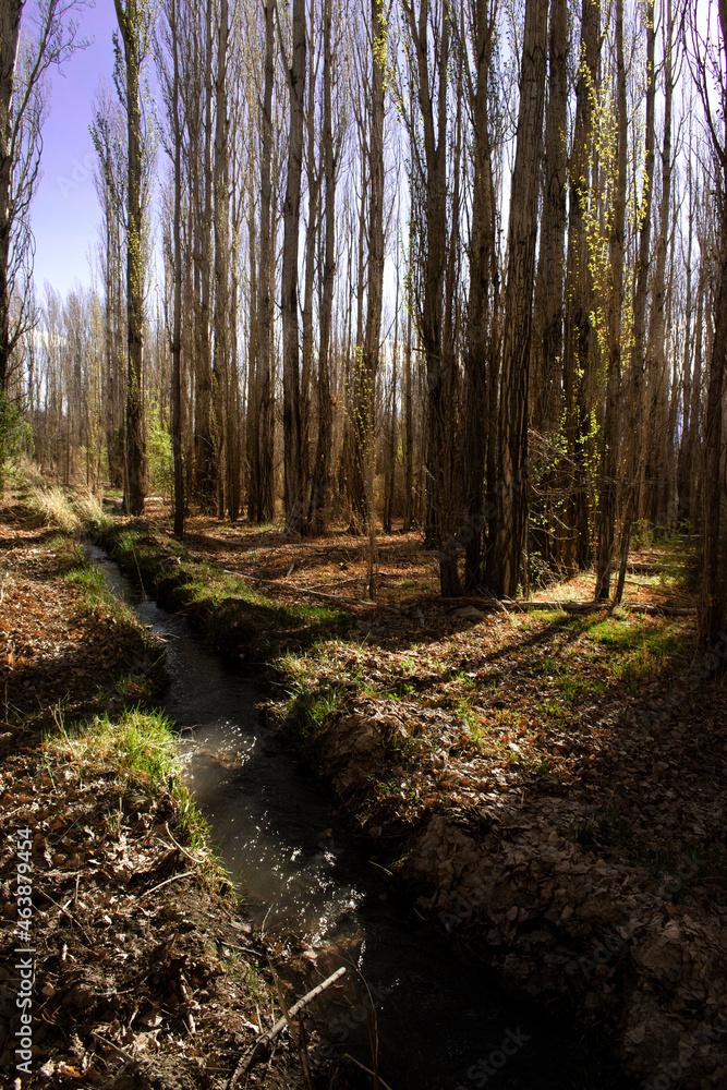 Fototapeta premium Bosque y río