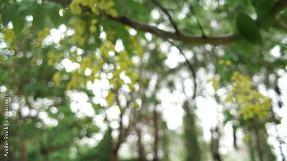 Slow-motion, bokeh background, panning shot of Golden shower tree, after the rain. Summer background. Slow-motion, bokeh background, panning shot of Golden shower tree, after the rain. Summer background.