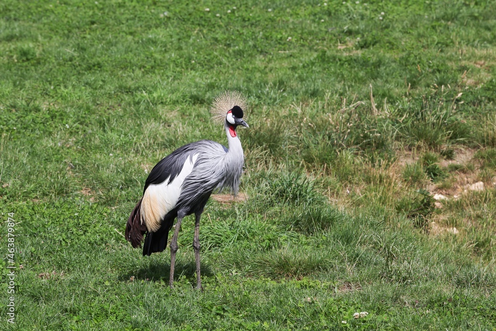 Fototapeta premium Grey crowned crane in the nature
