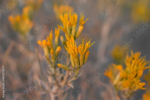 orange rubber rabbitbrush, closeup photo