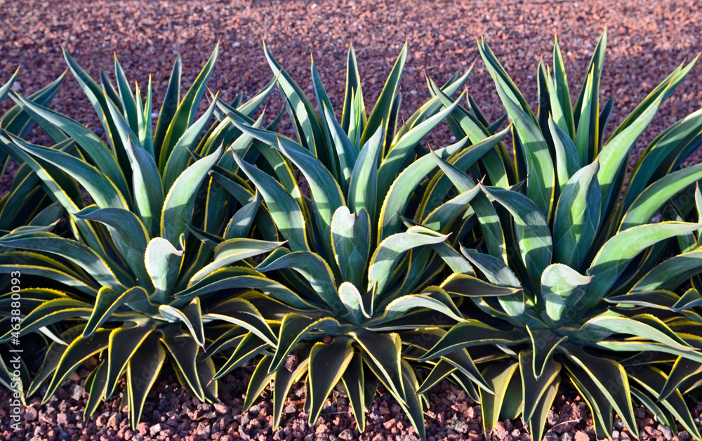 Agave americana or Marginata common names Century plant, Maguey, American aloe.Popular tropical ornamental plants concept.Selective focus. Agave americana or Marginata common names Century plant, Maguey, American aloe.Popular tropical ornamental plants concept.Selective focus.