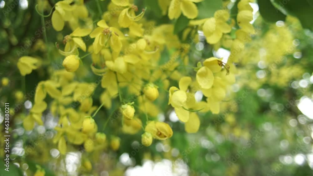 Low angle, slow motion, cinematic video of golden shower flower in the breeze. Soft, selective focus, shallow depth of field. Low angle, slow motion, cinematic video of golden shower flower in the breeze. Soft, selective focus, shallow depth of field.