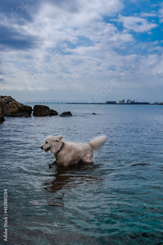 Perro blanco ba  andose en la playa con rocas y cielo nuboso de fondo.. Concepto  Mascotas libres y naturaleza