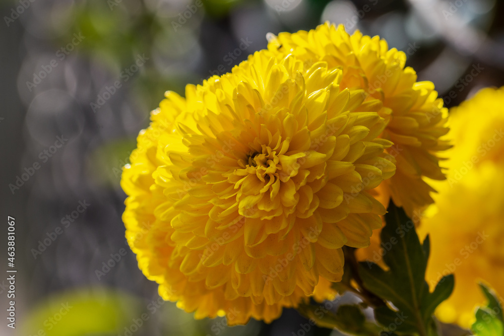 Beautiful photos of bright autumn flowers. Macro photography. Chrysanthemums. Beautiful photos of bright autumn flowers. Macro photography. Chrysanthemums.