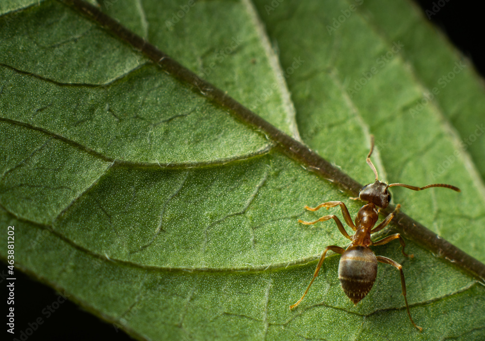 Macro close up of an ant on the underside of a green leaf Macro close up of an ant on the underside of a green leaf