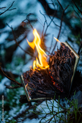 book in the forest