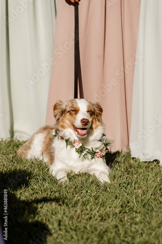 Adorable white and brown-colored dog wearing a wreath made of beautiful flowers on wedding Lying near bridesmaids legs outdoors closeup on green grass Pink and white background