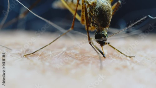 Mosquito biting human and sucking blood macro shot.
