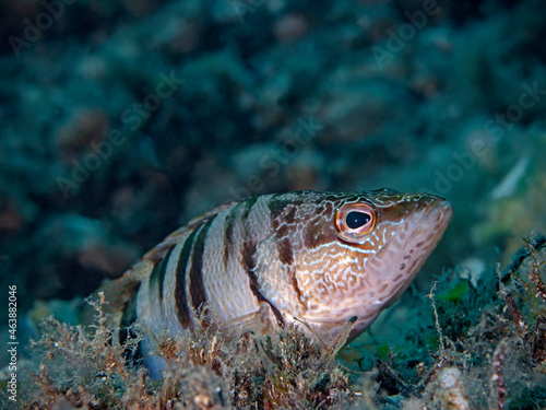 Obraz na płótnie Comber fish, Sägebarsch 